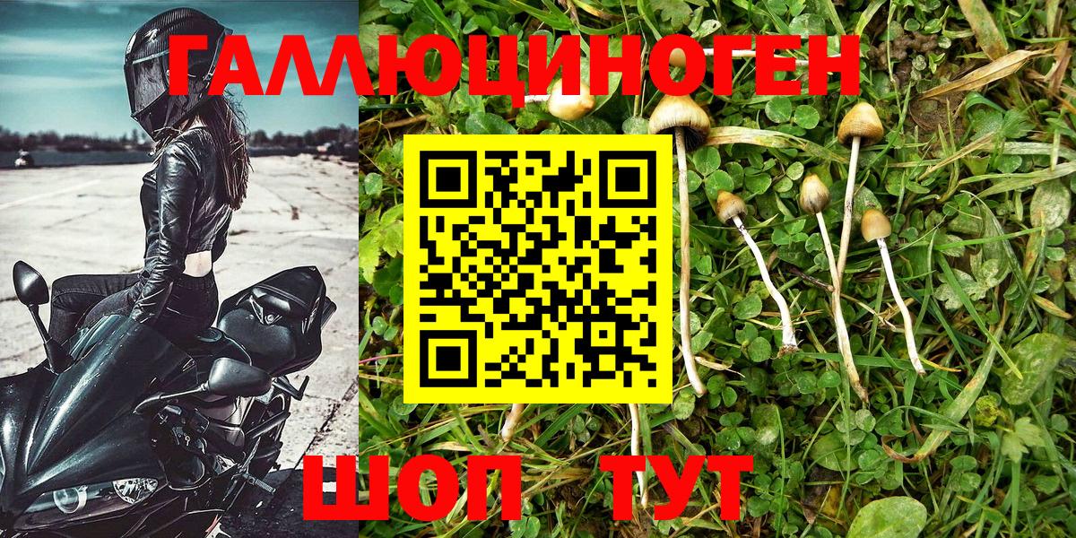 Псилоцибиновые грибы Psilocybe Татарск